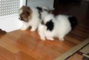 Pomeranian Puppies KC registered for sale